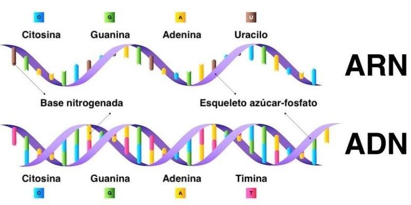 Estructura y funciones del ARN