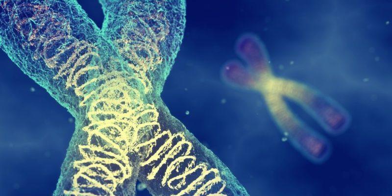 Teorías cromosómicas  de la herencia 