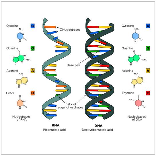 Estructura y funciones del ADN