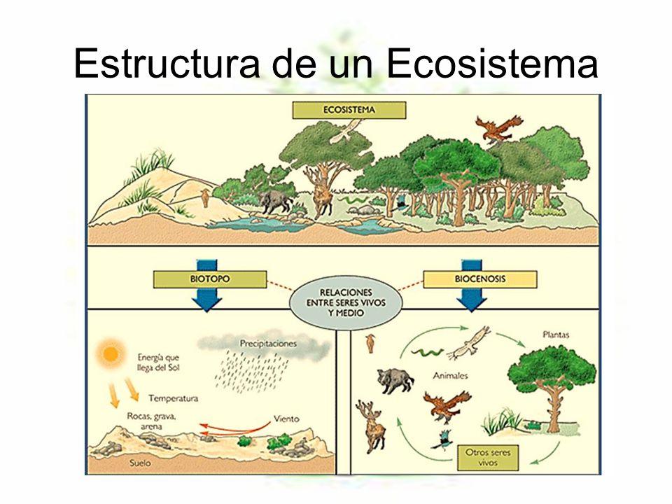 Estructura del ecosistema
