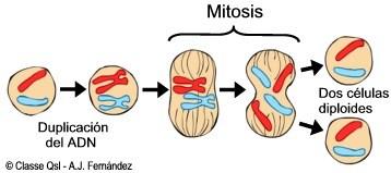 Fases e importancias de la mitosis