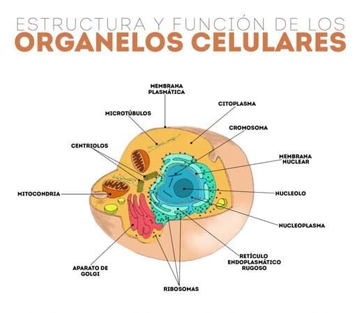 Estructura y función de los organelos celulares