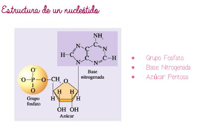 Acidosnucleicos