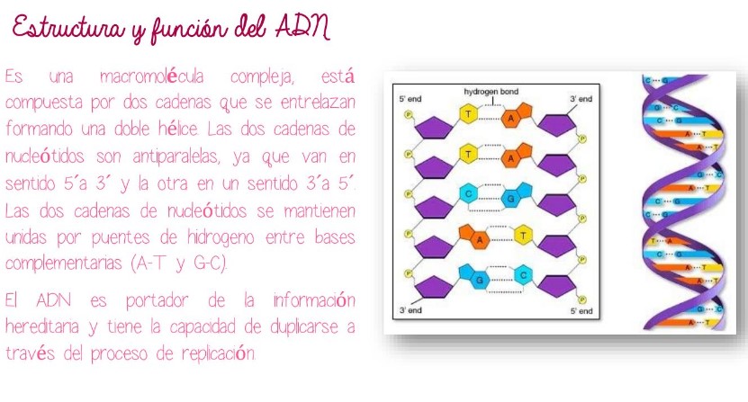 Acidosnucleicos