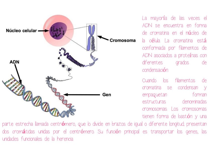 Acidosnucleicos