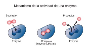 enzimas 