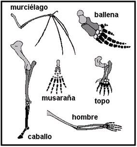 Evidencias de la evolución